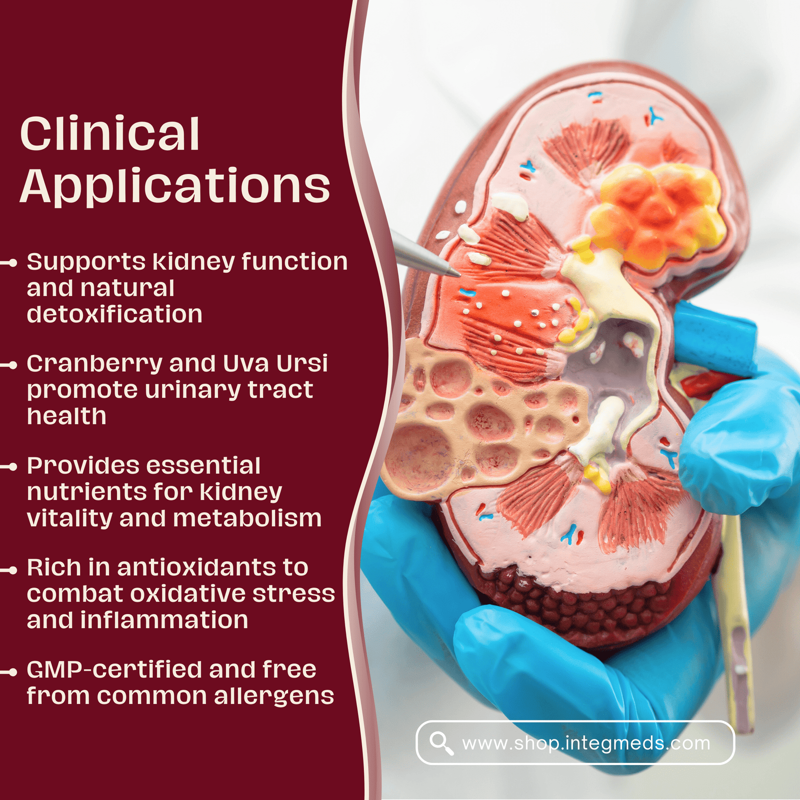 Kidney PMG - Image 3